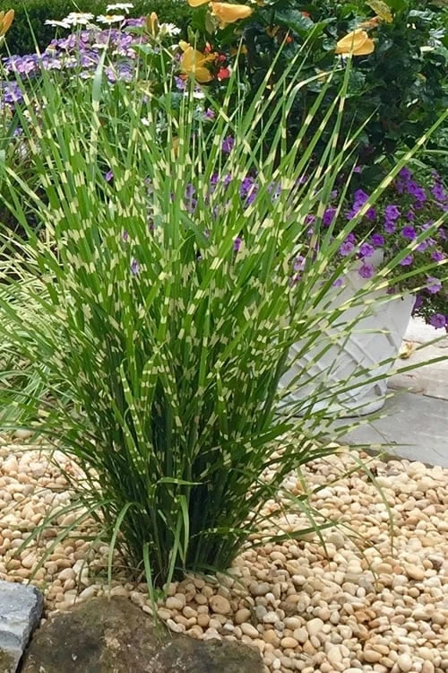 Porcupine Zebra Grass (Miscanthus Sinensis 'Strictus') - 3 Gallon Pot 3 Porcupine Zebra Grass (Miscanthus Sinensis 'Strictus') - 3 Gallon Pot