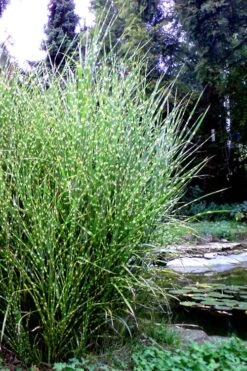 Porcupine Zebra Grass (Miscanthus Sinensis 'Strictus') - 3 Gallon Pot 16 Porcupine Zebra Grass (Miscanthus Sinensis 'Strictus') - 3 Gallon Pot -SHRUBS and BUSHES Shop Miscanthus Porcupine Grass 14