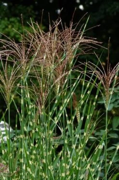Porcupine Zebra Grass (Miscanthus Sinensis 'Strictus') - 3 Gallon Pot 15 Porcupine Zebra Grass (Miscanthus Sinensis 'Strictus') - 3 Gallon Pot -SHRUBS and BUSHES Shop Miscanthus Porcupine Grass 5