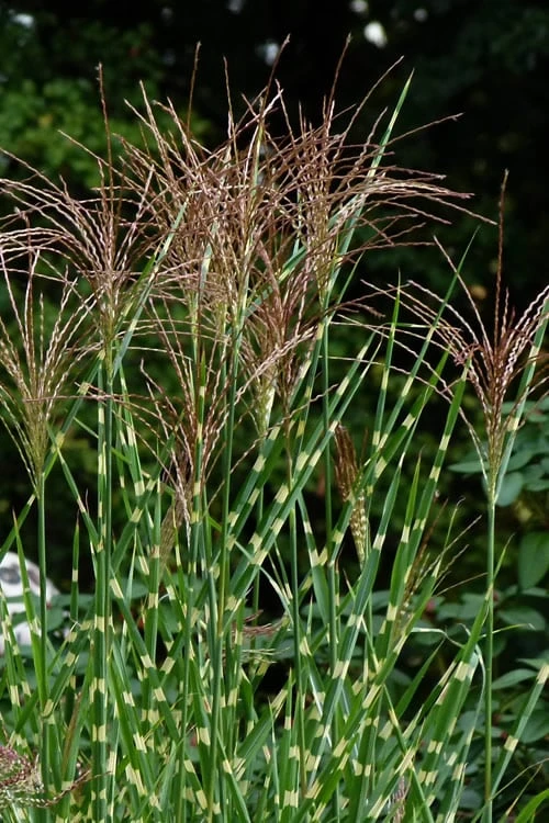 Porcupine Zebra Grass (Miscanthus Sinensis 'Strictus') - 3 Gallon Pot 8 Porcupine Zebra Grass (Miscanthus Sinensis 'Strictus') - 3 Gallon Pot - Image 6