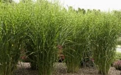 Porcupine Zebra Grass (Miscanthus Sinensis 'Strictus') - 3 Gallon Pot 17 Porcupine Zebra Grass (Miscanthus Sinensis 'Strictus') - 3 Gallon Pot -SHRUBS and BUSHES Shop Miscanthus Porcupine Grass 8