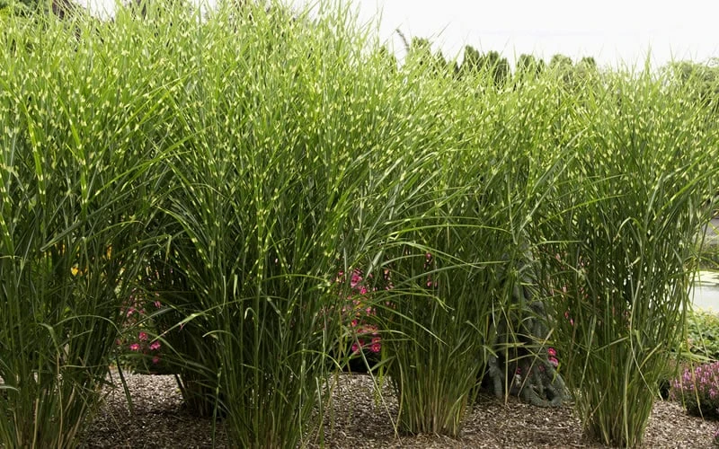 Porcupine Zebra Grass (Miscanthus Sinensis 'Strictus') - 3 Gallon Pot 10 Porcupine Zebra Grass (Miscanthus Sinensis 'Strictus') - 3 Gallon Pot - Image 8