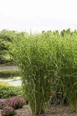 Porcupine Zebra Grass (Miscanthus Sinensis 'Strictus') - 3 Gallon Pot 14 Porcupine Zebra Grass (Miscanthus Sinensis 'Strictus') - 3 Gallon Pot -SHRUBS and BUSHES Shop Miscanthus Porcupine Grass 9