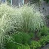 Variegated Maiden Grass - Miscanthus Sinensis 'Variegatus' - 3 Gallon Pot -SHRUBS and BUSHES Shop Miscanthus Variegated 3 1