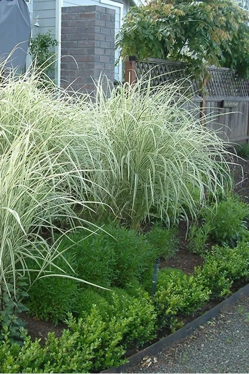 Variegated Maiden Grass - Miscanthus Sinensis 'Variegatus' - 6 Pack Of 1 Gallon Pots 3 Variegated Maiden Grass - Miscanthus Sinensis 'Variegatus' - 6 Pack Of 1 Gallon Pots