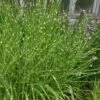 Zebra Grass - Miscanthus Sinensis 'Zebrinus' - 3 Gallon Pot 1 Zebra Grass - Miscanthus Sinensis 'Zebrinus' - 3 Gallon Pot -SHRUBS and BUSHES Shop Miscanthus Zebra Grass 13
