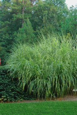 Zebra Grass - Miscanthus Sinensis 'Zebrinus' - 6 Pack Of 1 Gallon Pots 13 Zebra Grass - Miscanthus Sinensis 'Zebrinus' - 6 Pack Of 1 Gallon Pots -SHRUBS and BUSHES Shop Miscanthus Zebra Grass 14 2
