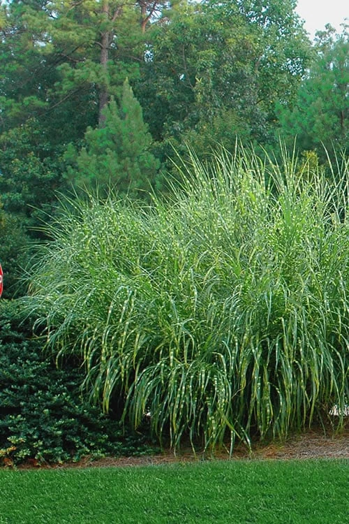 Zebra Grass - Miscanthus Sinensis 'Zebrinus' - 6 Pack Of 1 Gallon Pots 7 Zebra Grass - Miscanthus Sinensis 'Zebrinus' - 6 Pack Of 1 Gallon Pots - Image 5