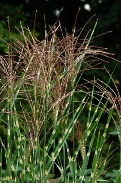 Zebra Grass - Miscanthus Sinensis 'Zebrinus' - 3 Gallon Pot 14 Zebra Grass - Miscanthus Sinensis 'Zebrinus' - 3 Gallon Pot -SHRUBS and BUSHES Shop Miscanthus Zebra Grass 15