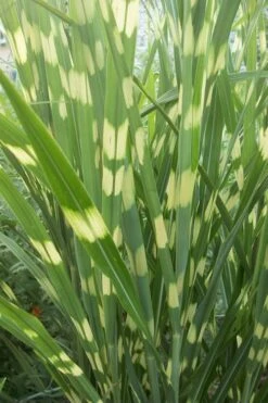Zebra Grass - Miscanthus Sinensis 'Zebrinus' - 6 Pack Of 1 Gallon Pots 12 Zebra Grass - Miscanthus Sinensis 'Zebrinus' - 6 Pack Of 1 Gallon Pots -SHRUBS and BUSHES Shop Miscanthus Zebra Grass 500x750 3