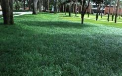 Tall Mondo Grass - 1 Gallon Pot -SHRUBS and BUSHES Shop Mondo Grass 21