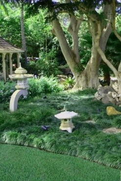 Tall Mondo Grass - 1 Gallon Pot -SHRUBS and BUSHES Shop Mondo Grass Black 25