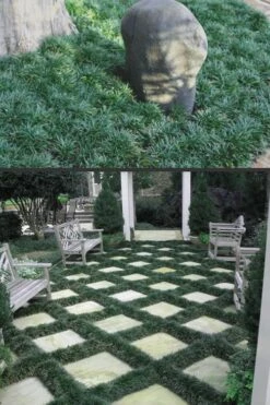 Dwarf Mondo Grass - 18 Count Flat Of Pint Pots -SHRUBS and BUSHES Shop Mondo Grass Dwarf Rev 500x750 2