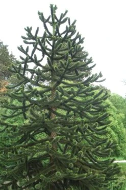Monkey Puzzle Tree - Araucaria Auracana - 5 Gallon Pot -SHRUBS and BUSHES Shop Monkey Puzzle Tree 2 1