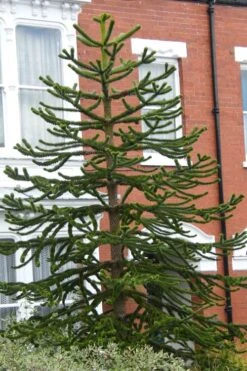 Monkey Puzzle Tree - Araucaria Auracana - 5 Gallon Pot -SHRUBS and BUSHES Shop Monkey Puzzle Tree 3 1