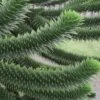 Monkey Puzzle Tree (Araucaria Auracana) - 8" Pot (16-18") -SHRUBS and BUSHES Shop Monkey Puzzle Tree 4