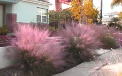 Pink Muhly Grass (Cotton Candy Grass) - 1 Gallon Pot (On Sale) 19 Pink Muhly Grass (Cotton Candy Grass) - 1 Gallon Pot (On Sale) -SHRUBS and BUSHES Shop Muhly Grass Pink 112