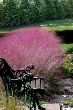 Pink Muhly Grass - Cotton Candy Grass - 1 Gallon Pot -SHRUBS and BUSHES Shop Muhly Grass Pink 200 2