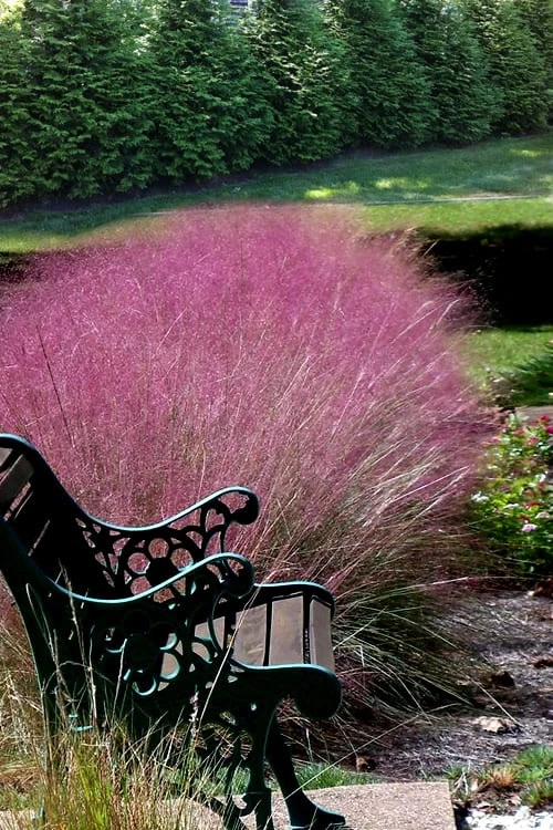 Pink Muhly Grass (Cotton Candy Grass) - 1 Gallon Pot (On Sale) 8 Pink Muhly Grass (Cotton Candy Grass) - 1 Gallon Pot (On Sale) - Image 6