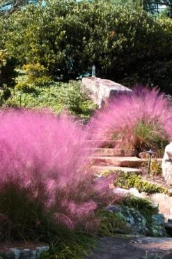 Pink Muhly Grass (Cotton Candy Grass) - 1 Gallon Pot (On Sale) 17 Pink Muhly Grass (Cotton Candy Grass) - 1 Gallon Pot (On Sale) -SHRUBS and BUSHES Shop Muhly Grass Pink 202