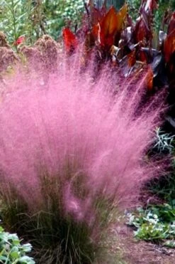 Pink Muhly Grass - Cotton Candy Grass - 3 Gallon Pot -SHRUBS and BUSHES Shop Muhly Grass Pink 204 1