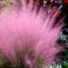Pink Muhly Grass - Cotton Candy Grass - 1 Gallon Pot 1 Pink Muhly Grass - Cotton Candy Grass - 1 Gallon Pot -SHRUBS and BUSHES Shop Muhly Grass Pink 204 2