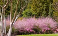 Pink Muhly Grass - Cotton Candy Grass - 1 Gallon Pot -SHRUBS and BUSHES Shop Muhly Grass Pink 76 1