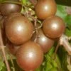 Carlos Bronze Muscadine Grape Vine - 6 Pack Of 1 Gallon Pots -SHRUBS and BUSHES Shop Muscadine Carlos 1 1