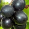 Cowart Black Muscadine Grape Vine - 1 Gallon Pot 1 Cowart Black Muscadine Grape Vine - 1 Gallon Pot -SHRUBS and BUSHES Shop Muscadine Cowart 1