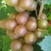 Fry Bronze Muscadine Grape Vine - 1 Gallon Pot 2 Fry Bronze Muscadine Grape Vine - 1 Gallon Pot -SHRUBS and BUSHES Shop Muscadine Fry 1