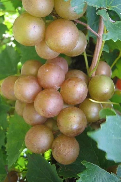 Fry Bronze Muscadine Grape Vine - 1 Gallon Pot 3 Fry Bronze Muscadine Grape Vine - 1 Gallon Pot