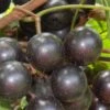 Lane Muscadine Grape Vine (Self Fertile) - 1 Gallon Pot -SHRUBS and BUSHES Shop Muscadine Lane 500x750 1
