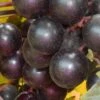Nesbitt Muscadine Grape Vine - 1 Gallon Pot -SHRUBS and BUSHES Shop Muscadine Nesbitt 500x750 1