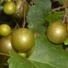 Summit Muscadine - 1 Gallon Pot -SHRUBS and BUSHES Shop Muscadine Summit 500x750 1