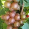 Triumph Muscadine Grape Vine - 2 Gallon Pot -SHRUBS and BUSHES Shop Muscadine Triumph 1