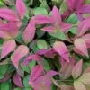 Blush Pink Nandina - 2 Gallon Pot -SHRUBS and BUSHES Shop Nandina Blush Pink 500x750 1