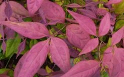 Blush Pink Nandina - 2 Gallon Pot -SHRUBS and BUSHES Shop Nandina Blush Pink Foliage Closeup