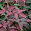Flirt Dwarf Nandina - 2 Gallon Pot -SHRUBS and BUSHES Shop Nandina Flirt 10