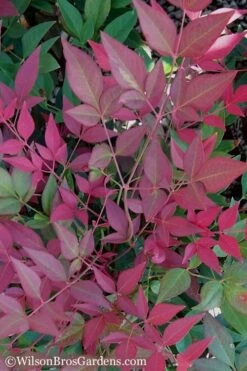 Flirt Dwarf Nandina - 2 Gallon Pot -SHRUBS and BUSHES Shop Nandina Flirt 11