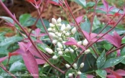 Flirt Dwarf Nandina - 2 Gallon Pot -SHRUBS and BUSHES Shop Nandina Flirt 12