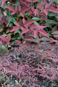Flirt Dwarf Nandina - 2 Gallon Pot -SHRUBS and BUSHES Shop Nandina Flirt 500x750 1