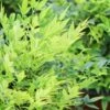 Lemon Lime Nandina - 2.5 Quart Pot -SHRUBS and BUSHES Shop Nandina Lemon Lime 13