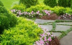 Lemon Lime Nandina - 2 Gallon Pot 11 Lemon Lime Nandina - 2 Gallon Pot -SHRUBS and BUSHES Shop Nandina Lemon Lime 14 2