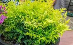Lemon Lime Nandina - 2 Gallon Pot 12 Lemon Lime Nandina - 2 Gallon Pot -SHRUBS and BUSHES Shop Nandina Lemon Lime 51 2
