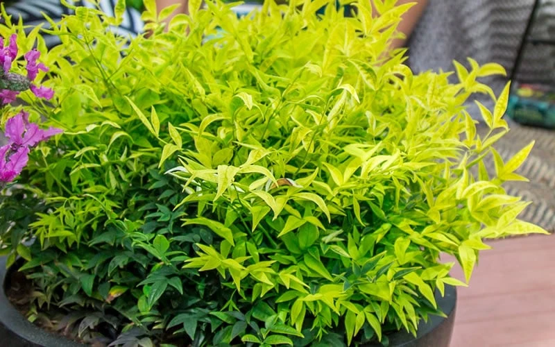 Lemon Lime Nandina - 2 Gallon Pot 7 Lemon Lime Nandina - 2 Gallon Pot - Image 5