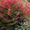 Obsession Nandina - 3 Gallon Pot -SHRUBS and BUSHES Shop Nandina Obsession 500x750 1