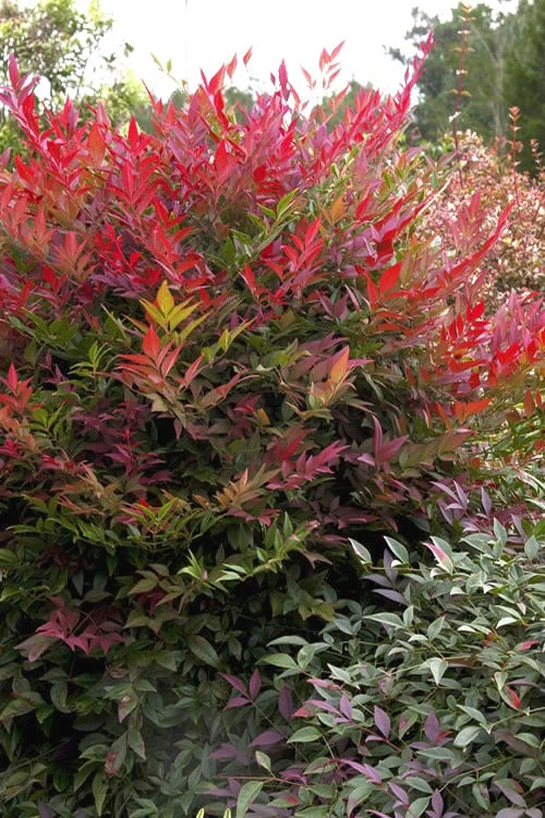 Obsession Nandina - 3 Gallon Pot 3 Obsession Nandina - 3 Gallon Pot