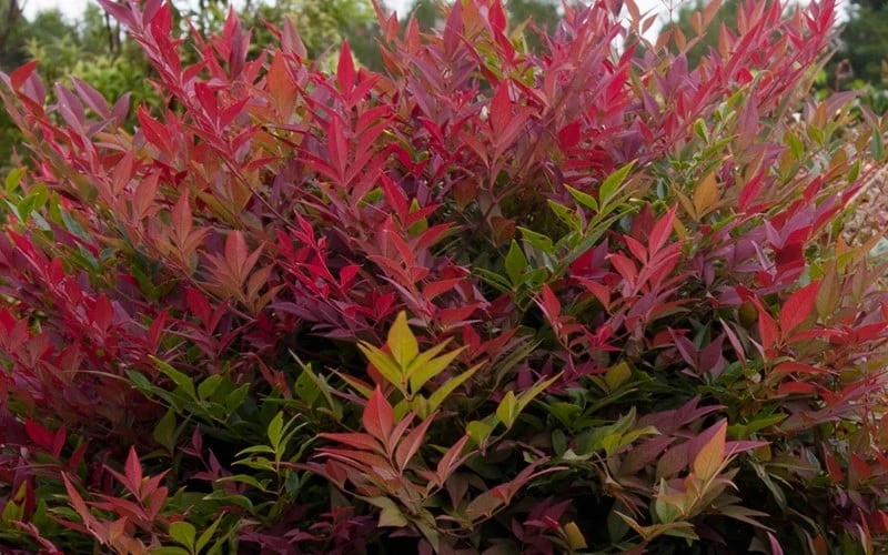 Obsession Nandina - 3 Gallon Pot 7 Obsession Nandina - 3 Gallon Pot - Image 5