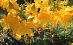 Admiral Semmes Native Azalea - Rhododendron - 3 Gallon Pot 17 Admiral Semmes Native Azalea - Rhododendron - 3 Gallon Pot -SHRUBS and BUSHES Shop Native Azalea Admiral Semmes 12