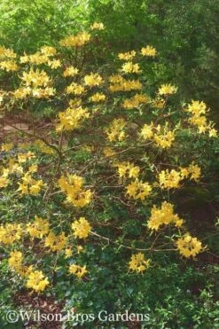 Admiral Semmes Native Azalea - Rhododendron - 3 Gallon Pot 14 Admiral Semmes Native Azalea - Rhododendron - 3 Gallon Pot -SHRUBS and BUSHES Shop Native Azalea Admiral Semmes 22 500x750 1